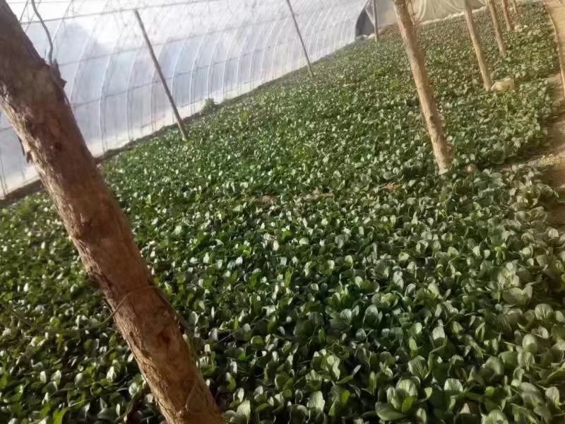 蔬菜