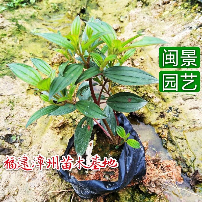 野牡丹巴西野牡丹高20五斤袋福建苗木基地批发