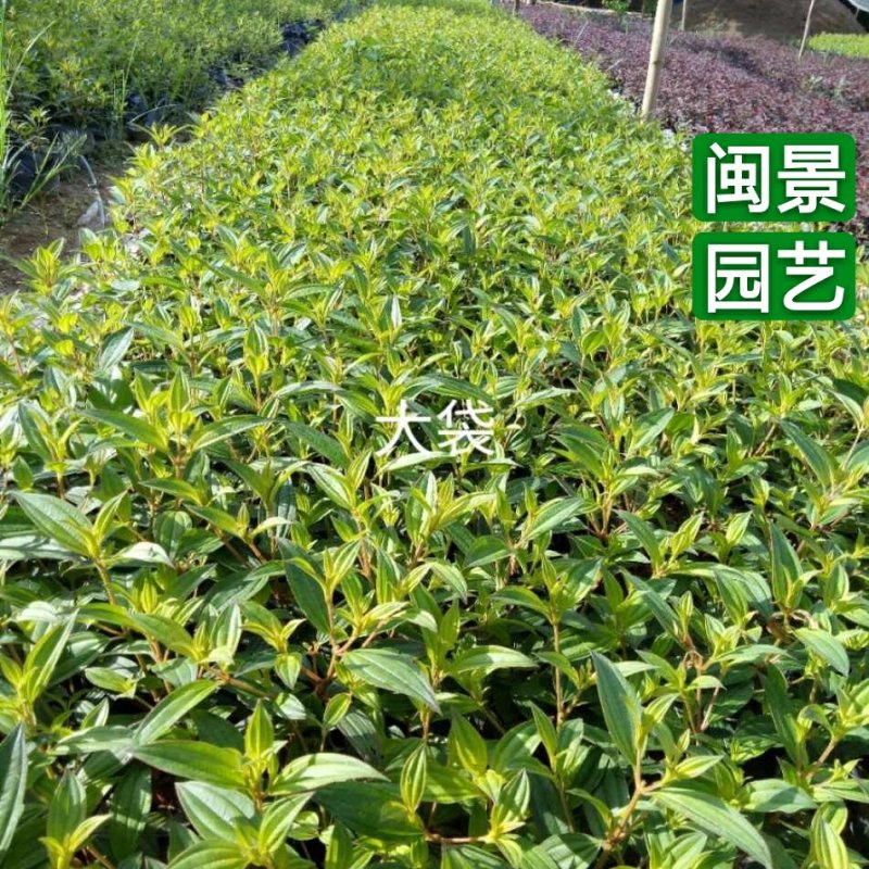 野牡丹巴西野牡丹高20五斤袋福建苗木基地批发