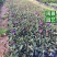 野牡丹巴西野牡丹高20五斤袋福建苗木基地批发