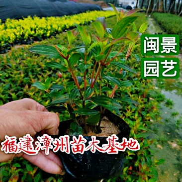 野牡丹巴西野牡丹高20五斤袋福建苗木基地批发