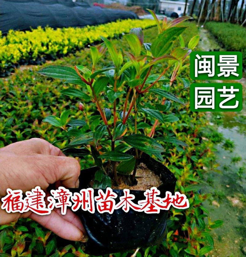 野牡丹巴西野牡丹高20五斤袋福建苗木基地批发