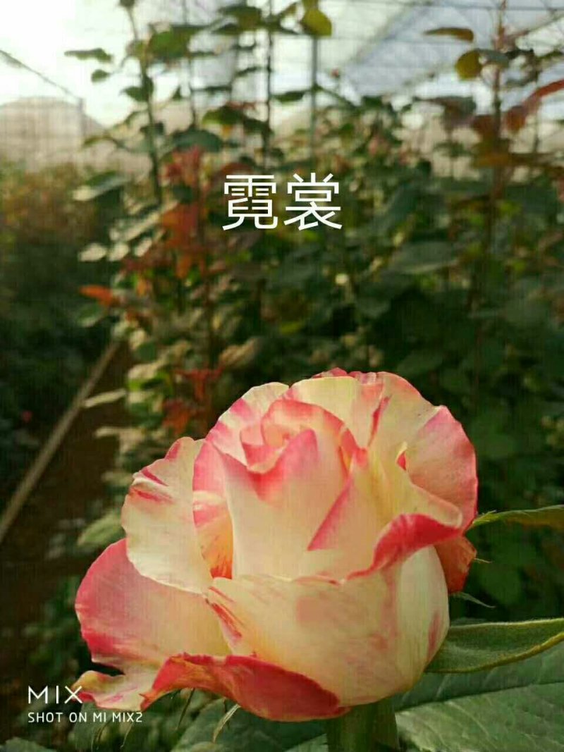 种苗