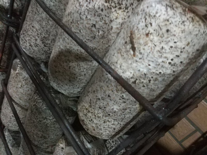 东北黑山木耳菌棒销售