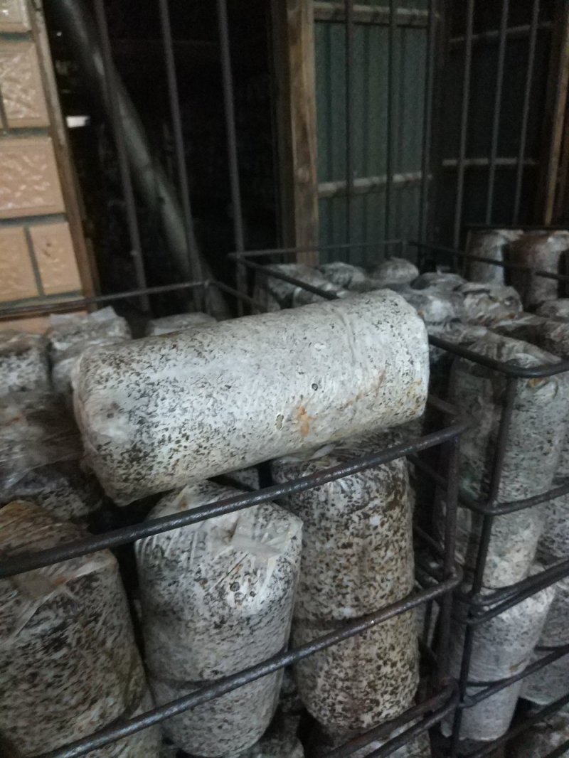 东北黑山木耳菌棒销售