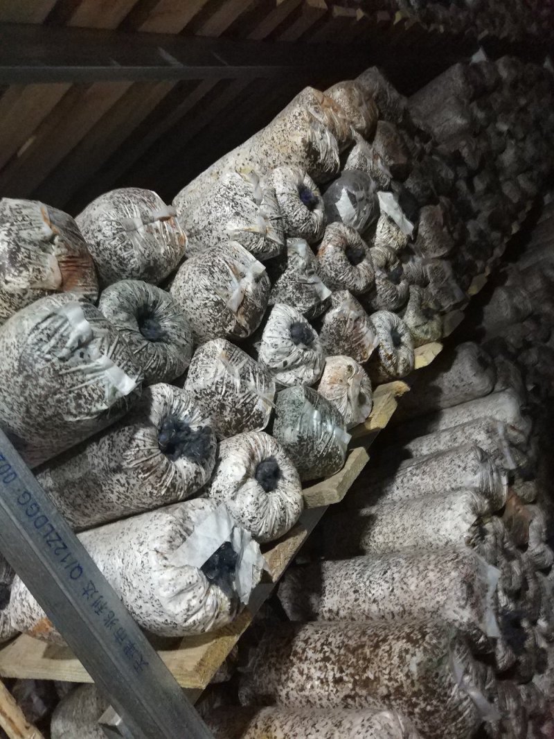 东北黑山木耳菌棒销售