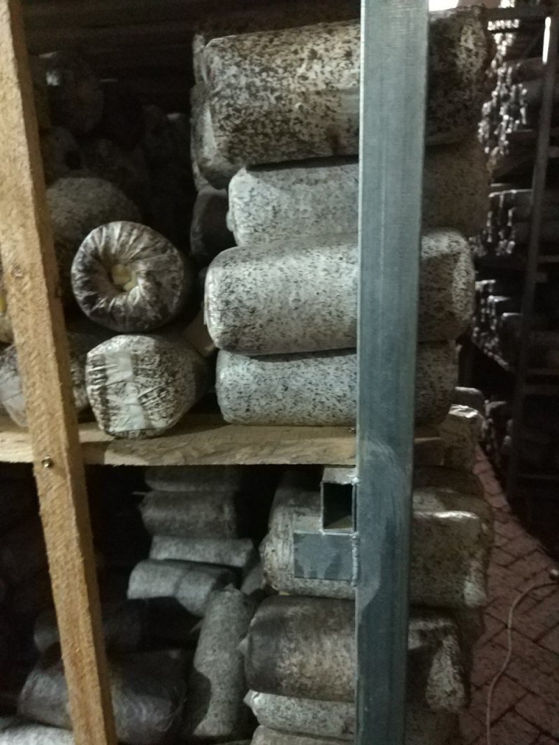 东北黑山木耳菌棒销售