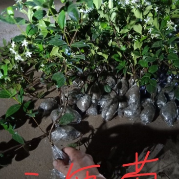 风车茉莉四季开花