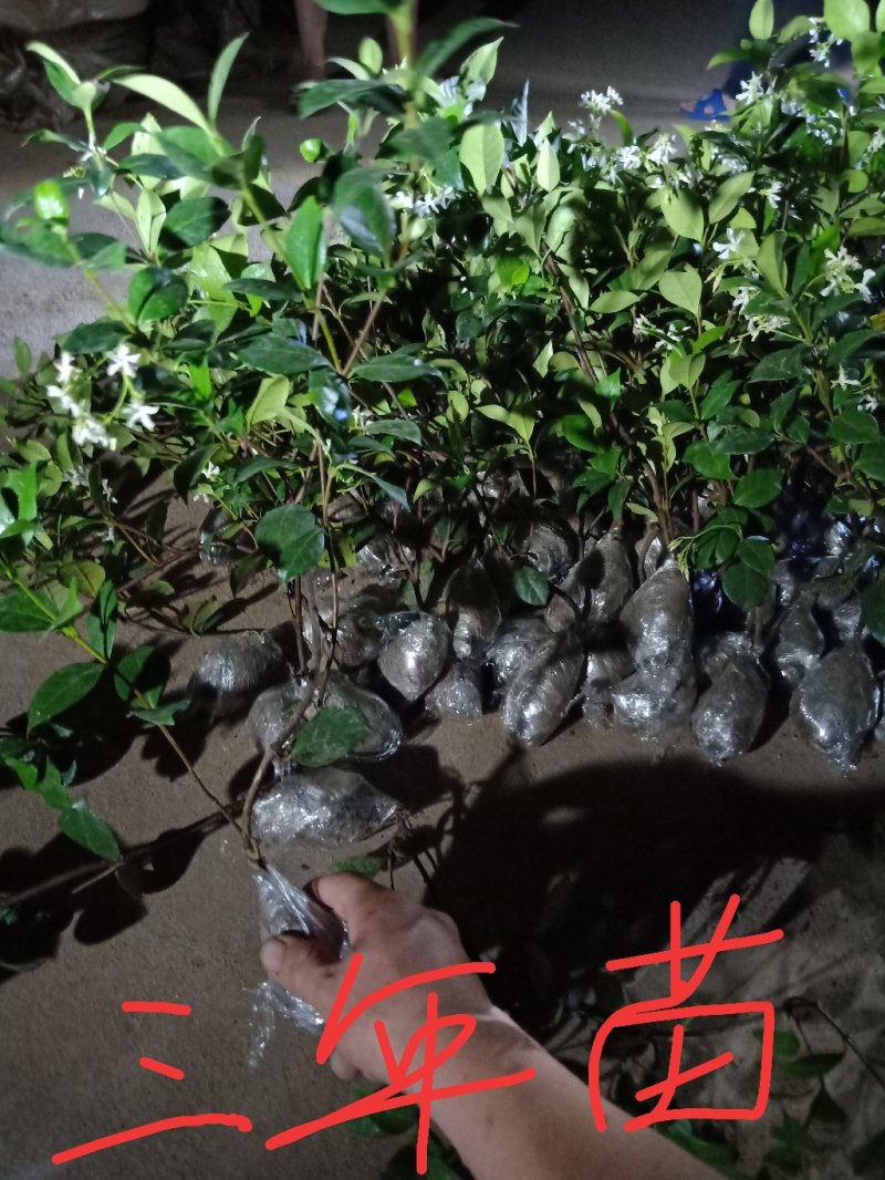 风车茉莉四季开花