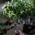 风车茉莉四季开花