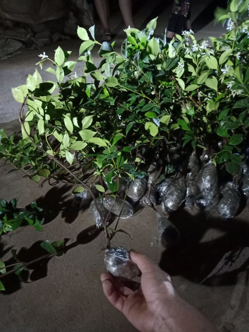 风车茉莉四季开花