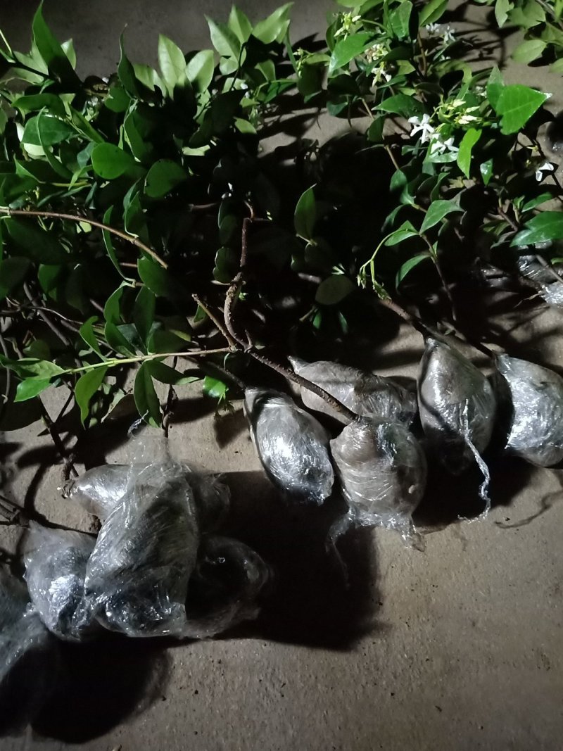 风车茉莉四季开花