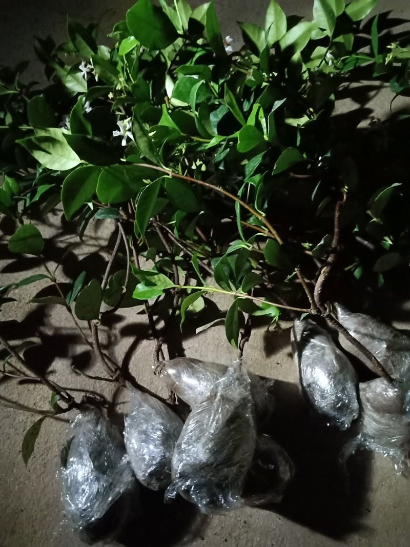 风车茉莉四季开花