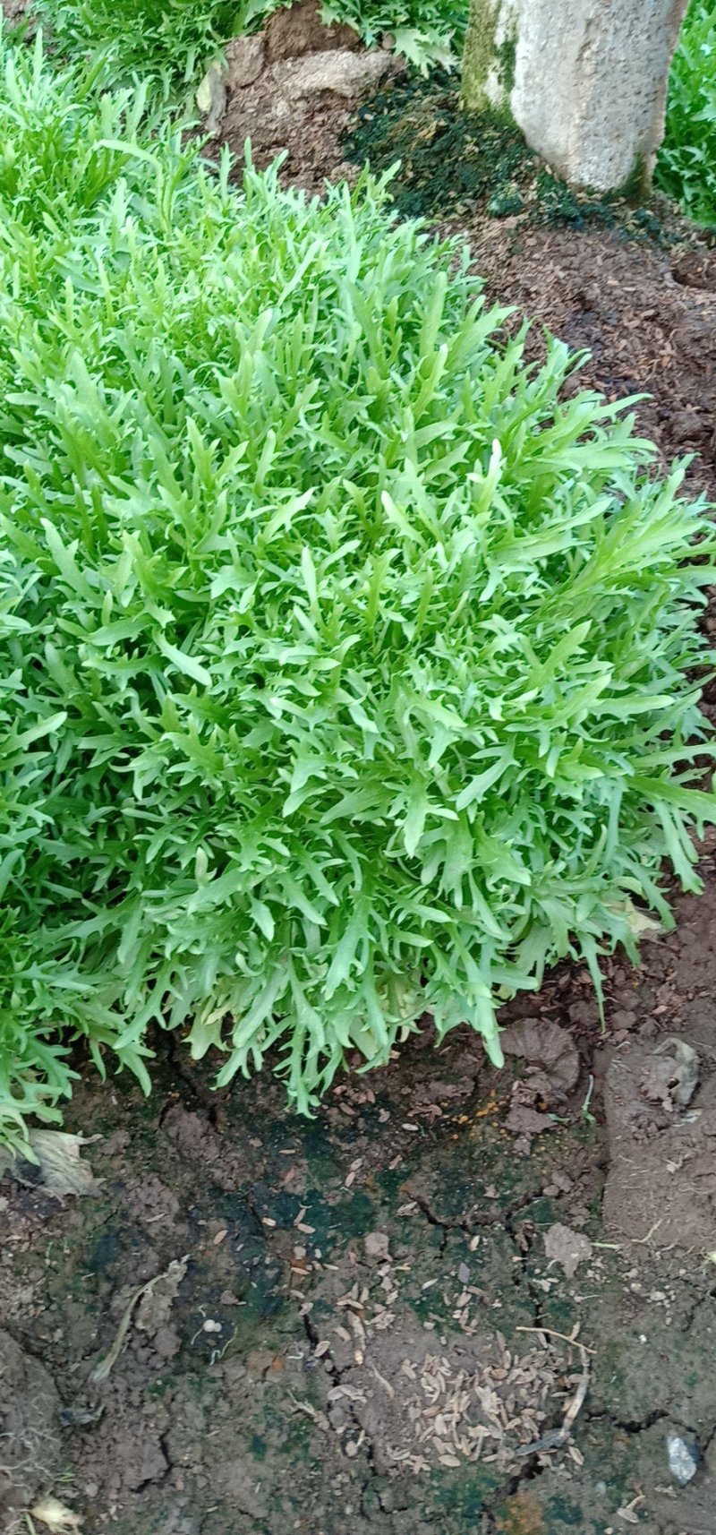 精品苦菊小碎叶15-20cm，基地直发，欢迎新老客