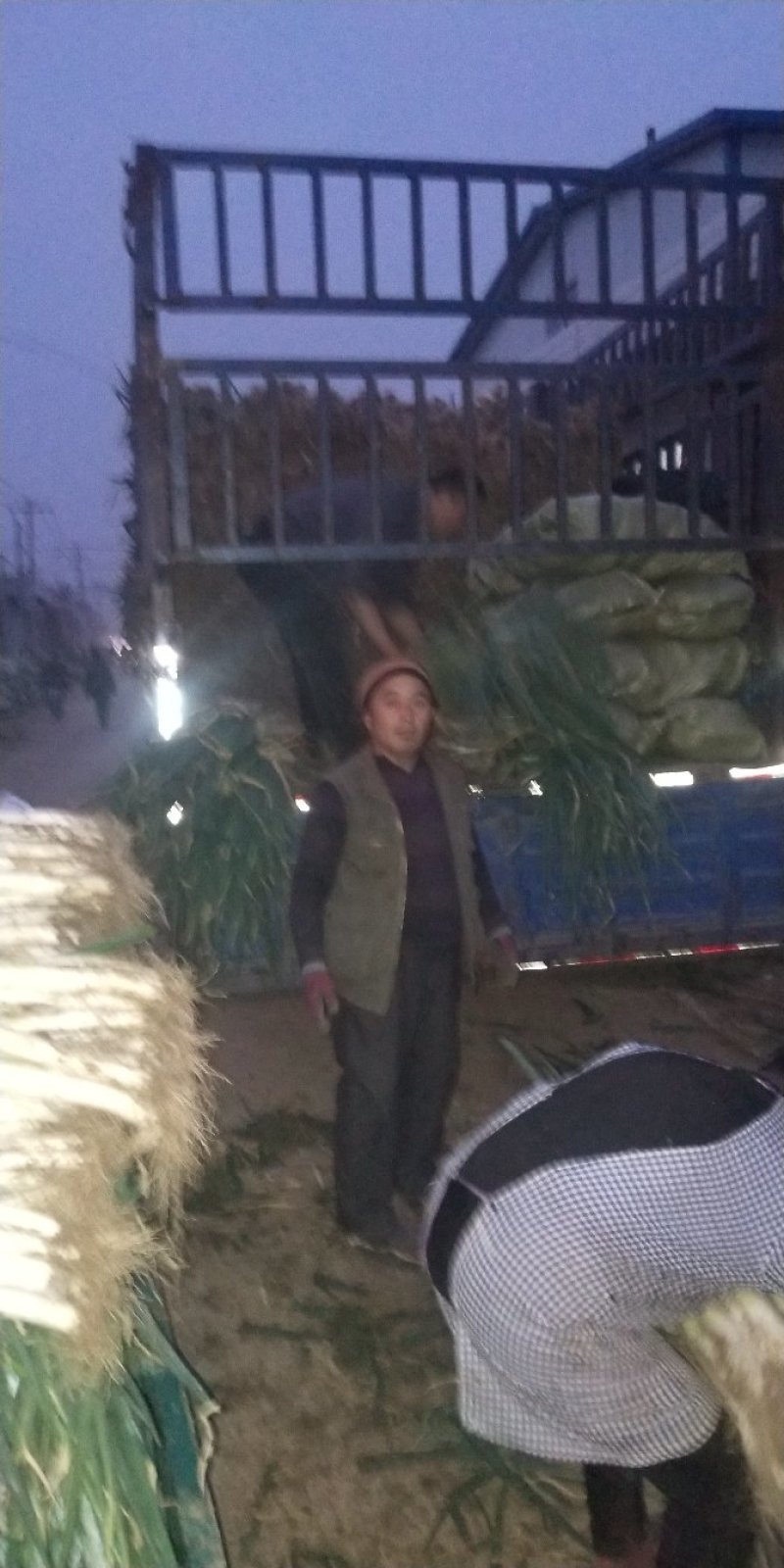 山东精选苤蓝疙瘩，市场，超市，酱菜厂、大量供应产地发货