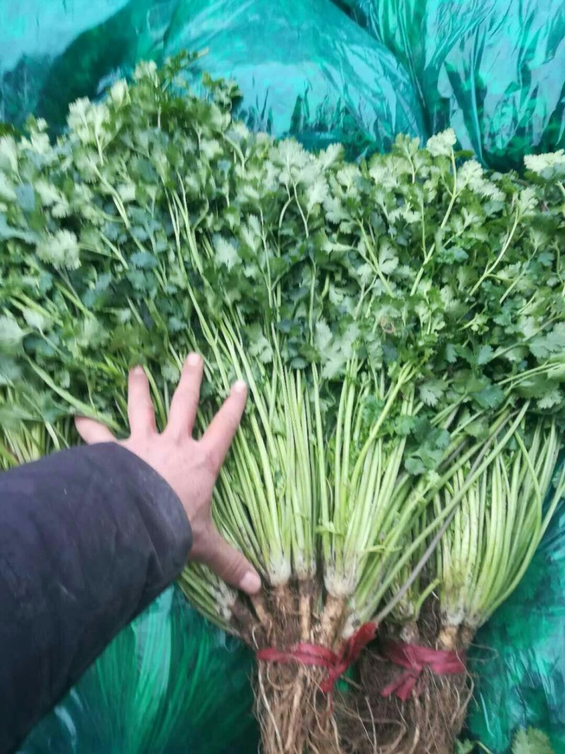 山东香菜铁杆青，一手货源山东产地，全国发货