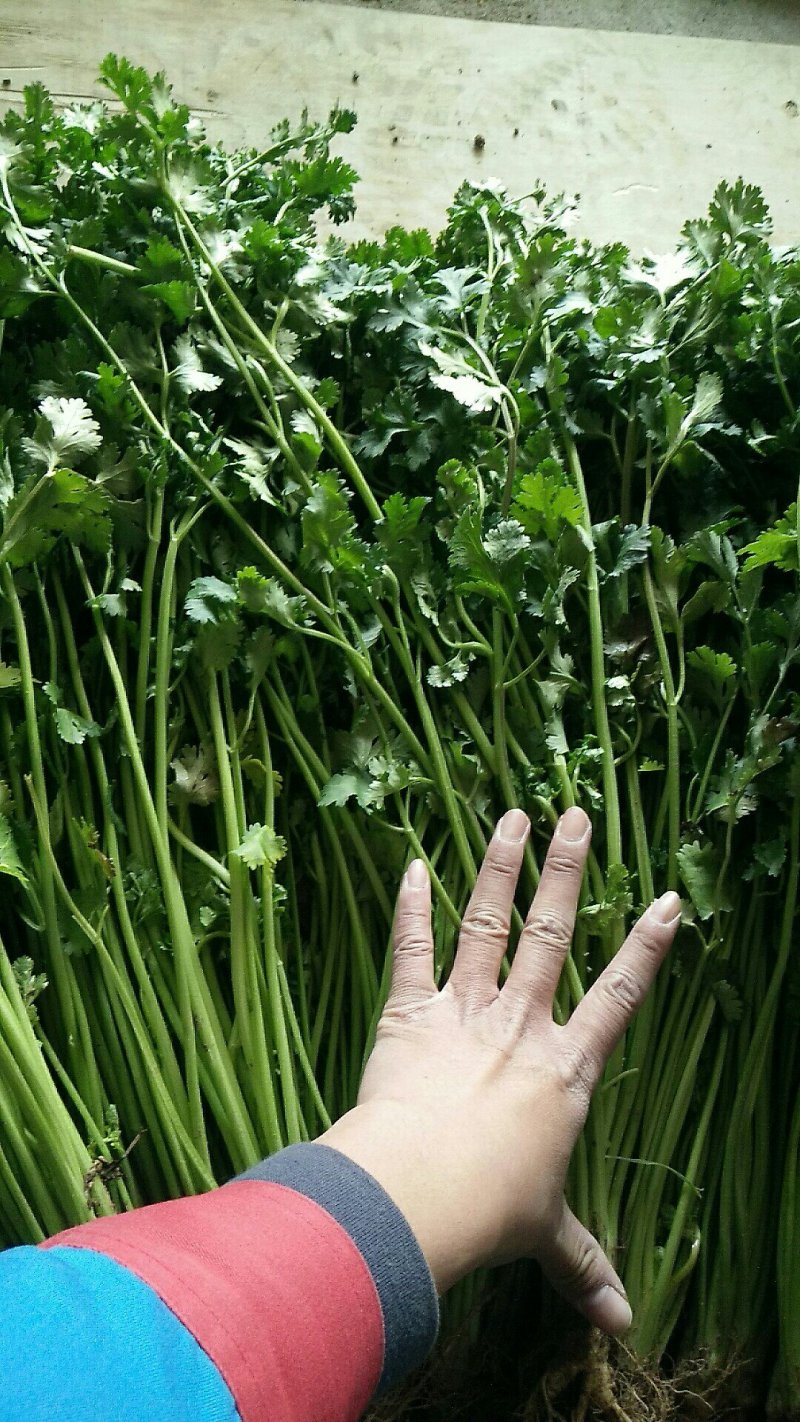 山东香菜铁杆青，一手货源山东产地，全国发货
