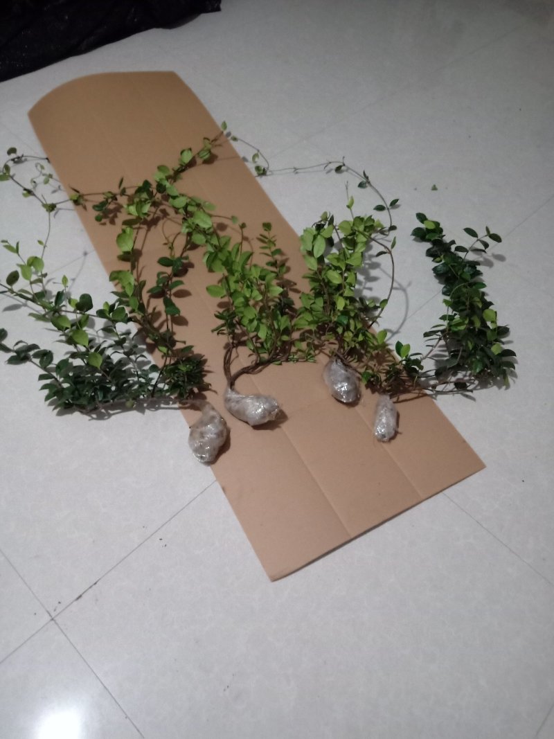 风车茉莉（迎香）