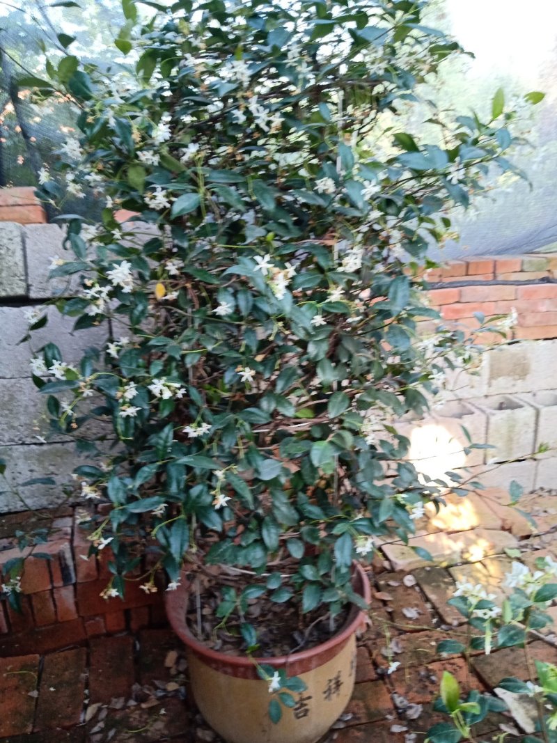 风车茉莉（迎香）