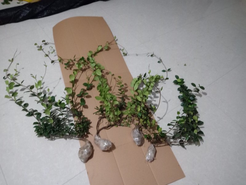 风车茉莉（迎香）