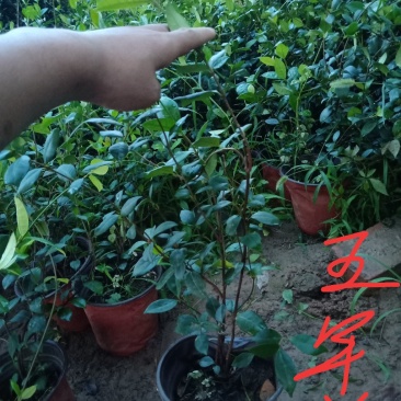 风车茉莉（迎香）