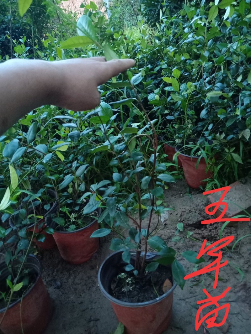 风车茉莉（迎香）