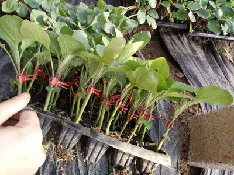 【优质】青茄苗(有嫁接苗、自根苗）抗病强果型大基地直供