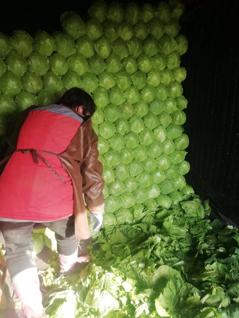 甘蓝，产地直供货源品质保证价格美丽欢迎合作