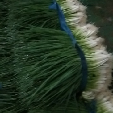 大量上市，小黑米葱
