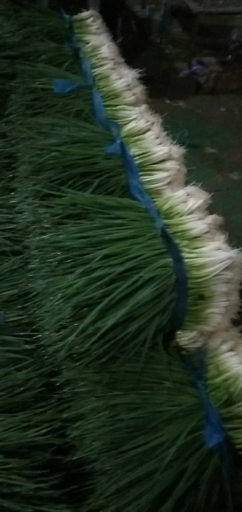 大量上市，小黑米葱