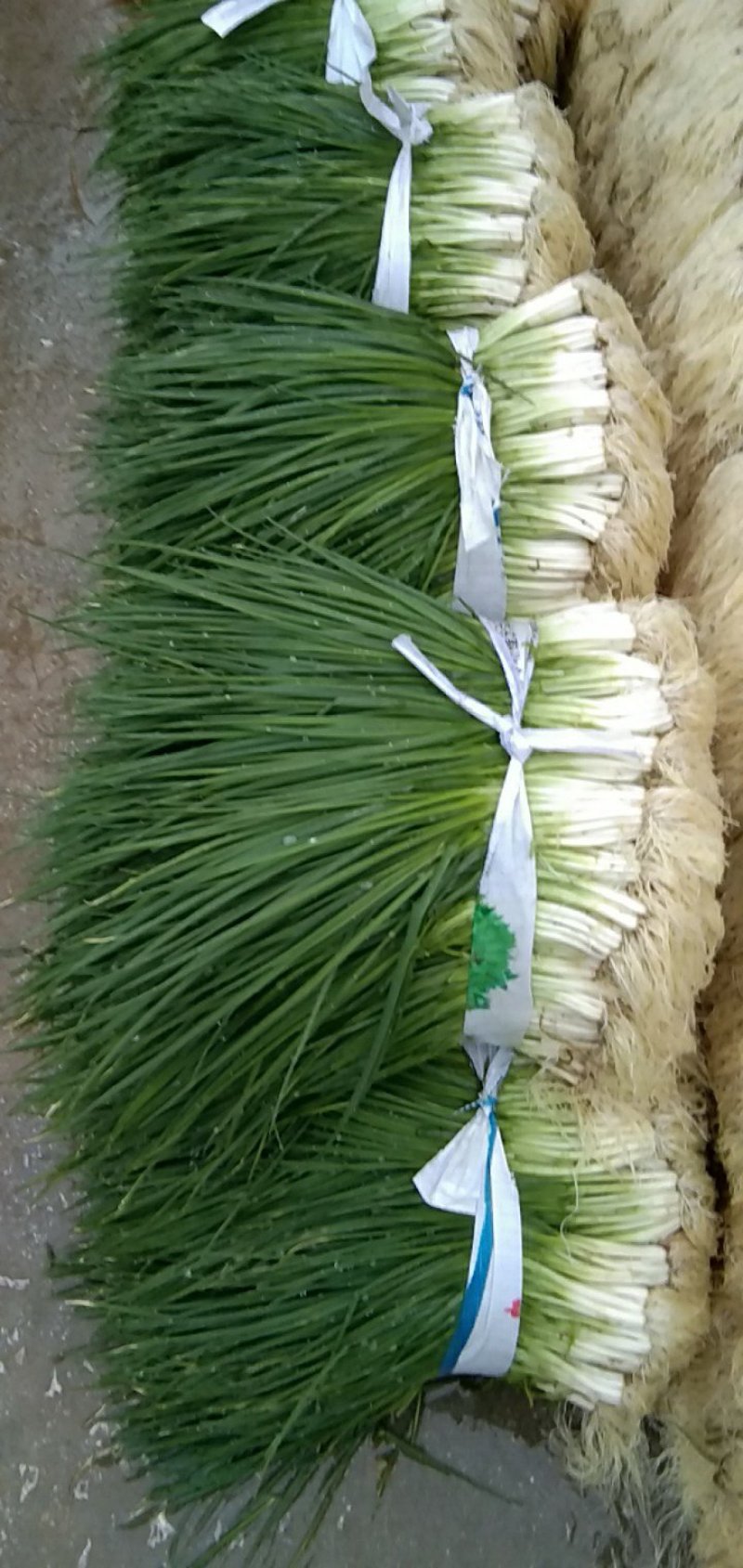 大量上市，小黑米葱
