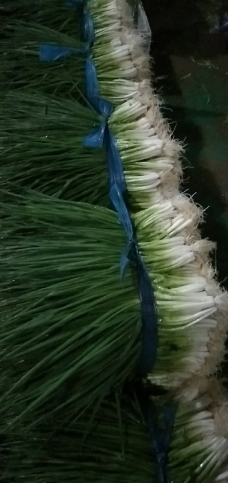 大量上市，小黑米葱