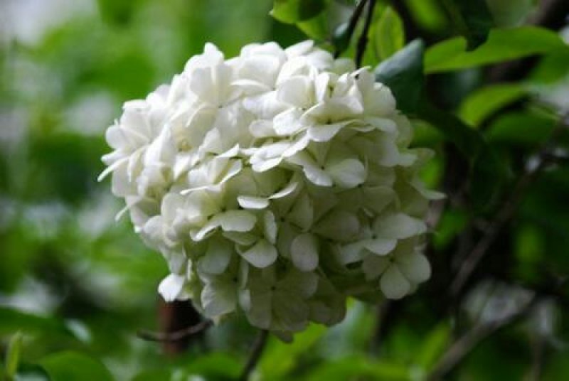 八仙花30公分一60公分高，40公分50公分