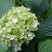 八仙花30公分一60公分高，40公分50公分