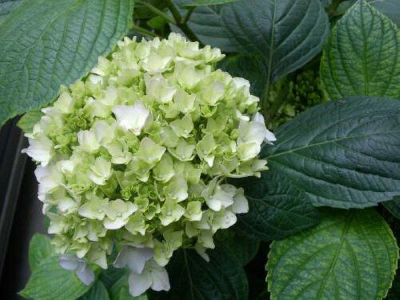 八仙花30公分一60公分高，40公分50公分