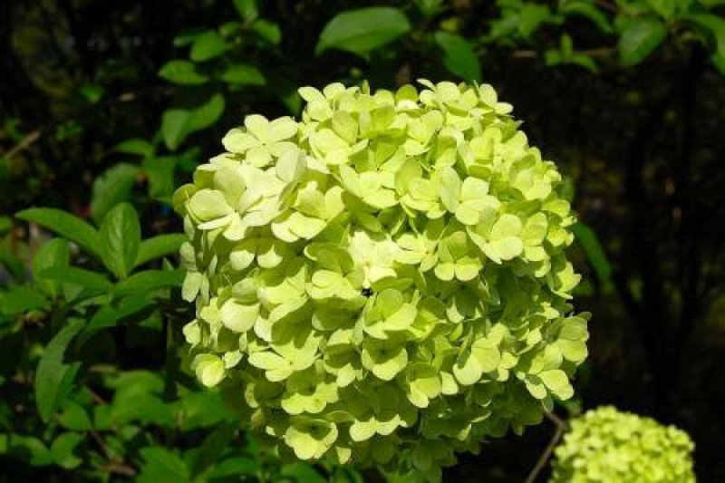 八仙花30公分一60公分高，40公分50公分