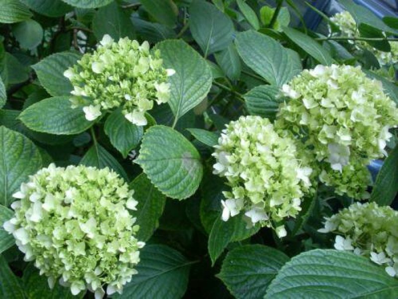 八仙花30公分一60公分高，40公分50公分