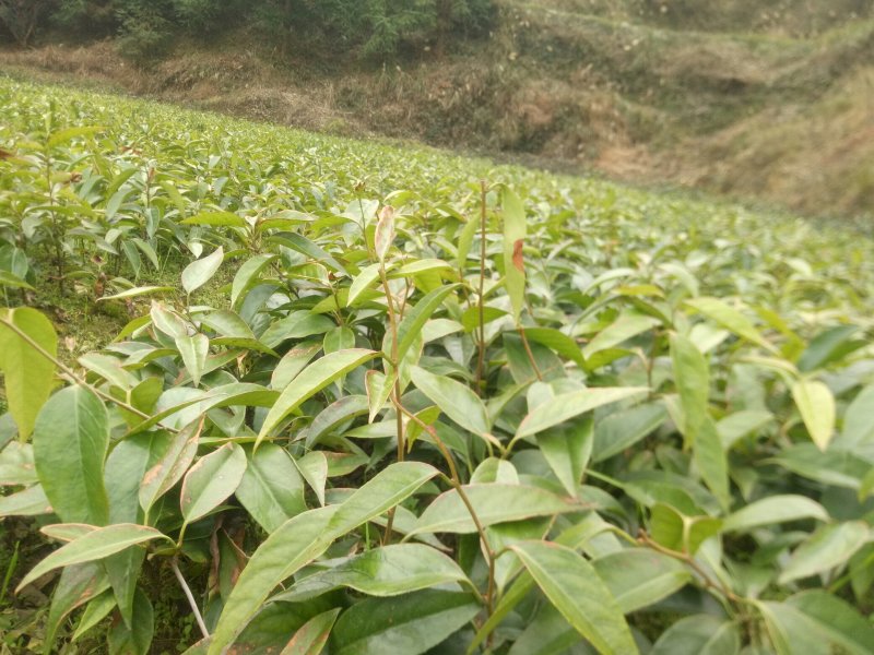 黑老虎苗