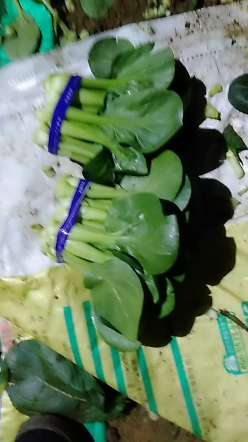 叶菜大量上市全部毛钱了