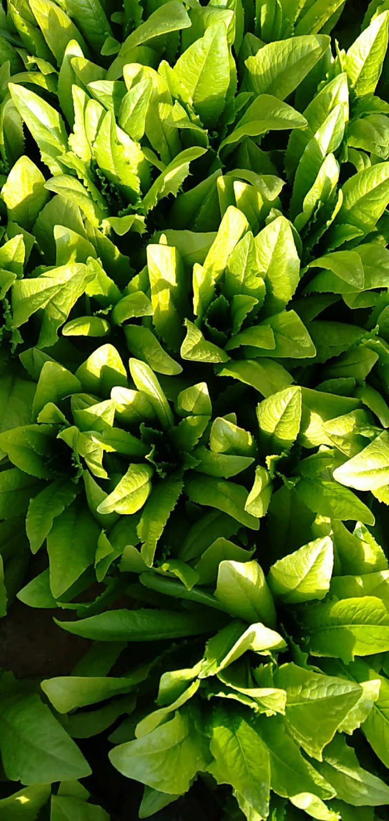叶菜大量上市全部毛钱了