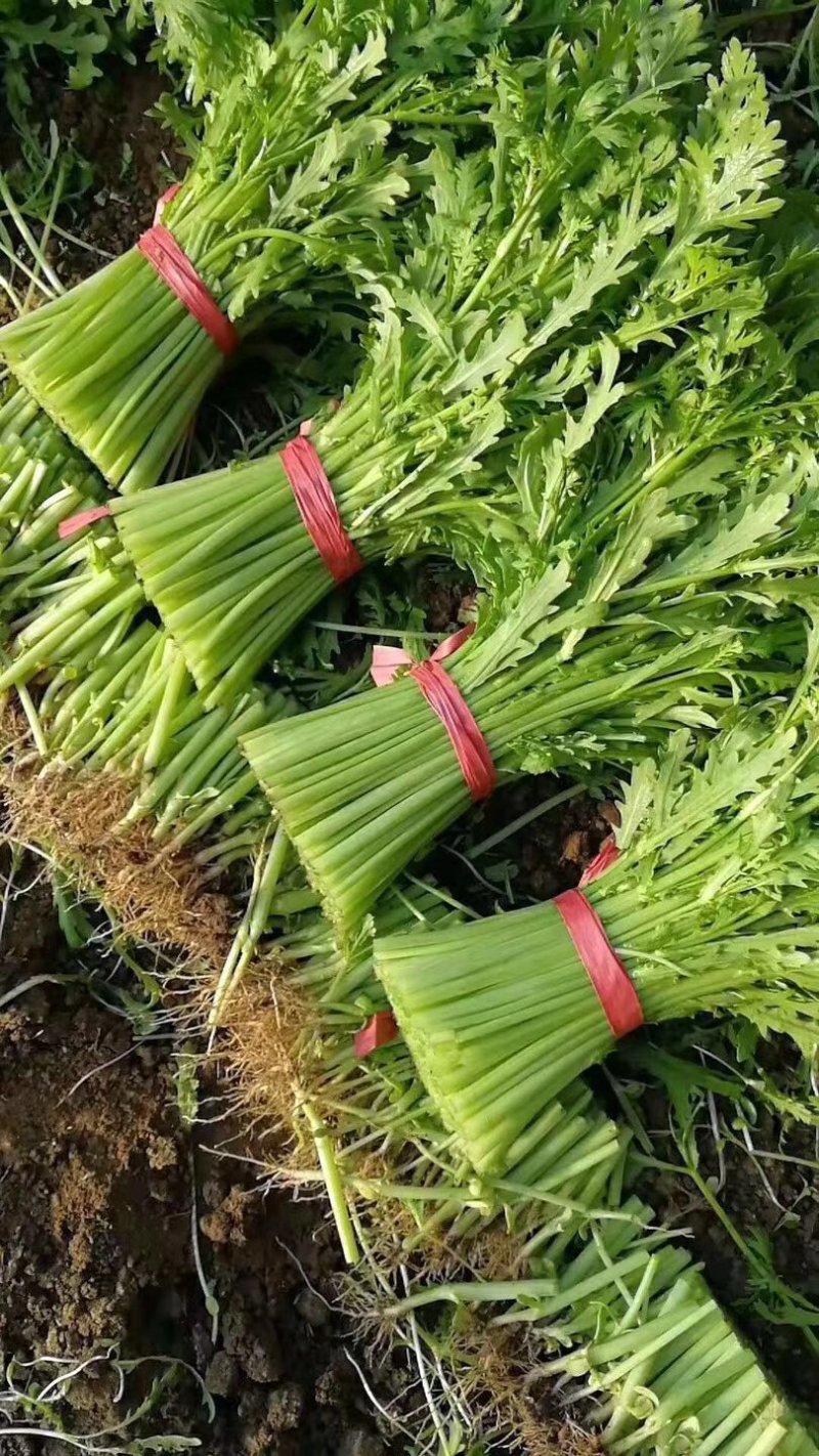 叶菜大量上市全部毛钱了