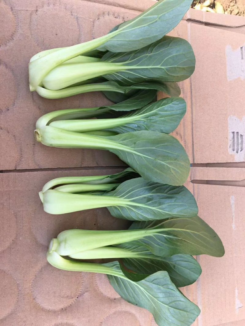 叶菜大量上市全部毛钱了