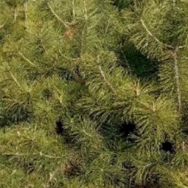 油松定植树