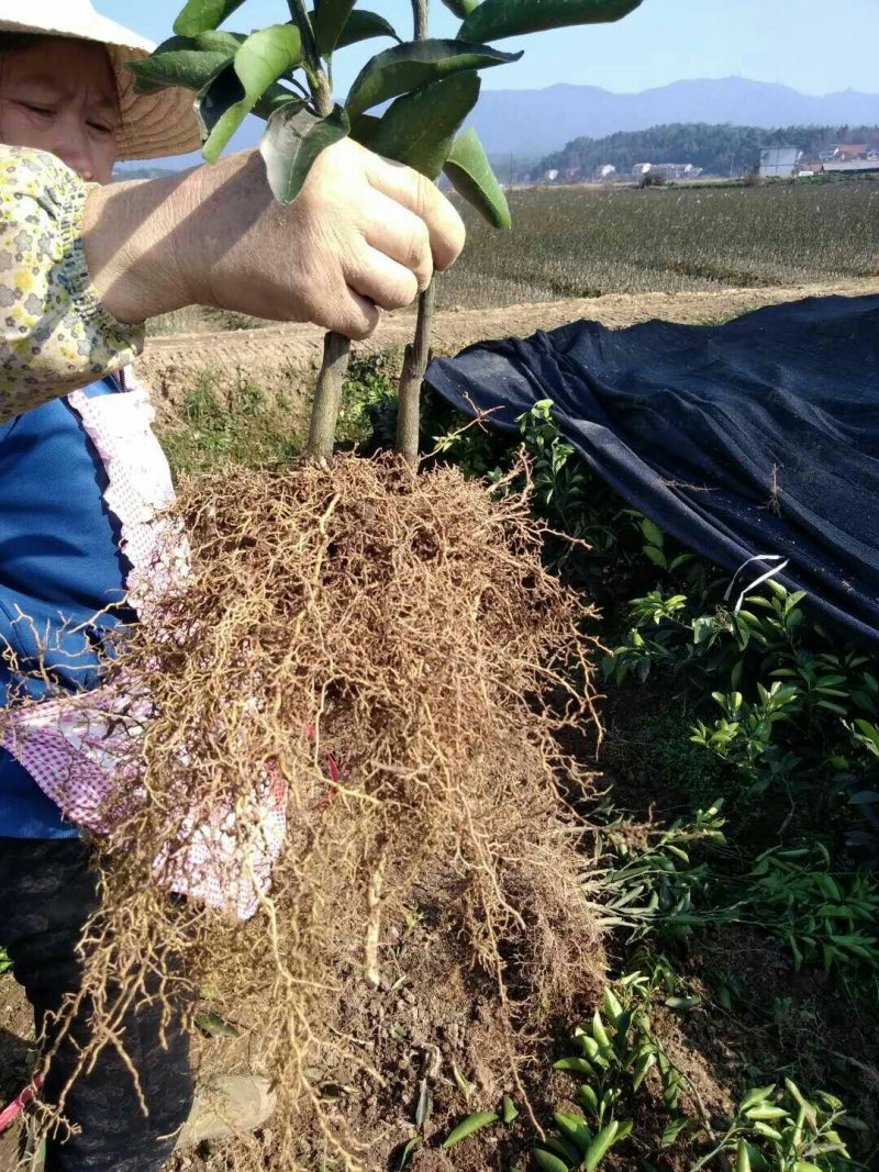 纽荷尔脐橙苗/树人农林/纯度和品质保证，签订合同技术指导