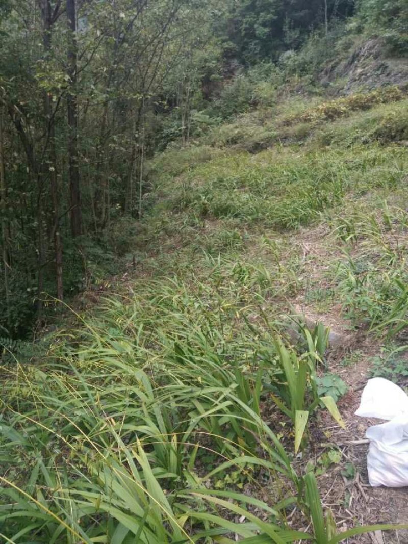 白及纯野生三叉白芨果夹