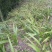 白及纯野生三叉白芨果夹