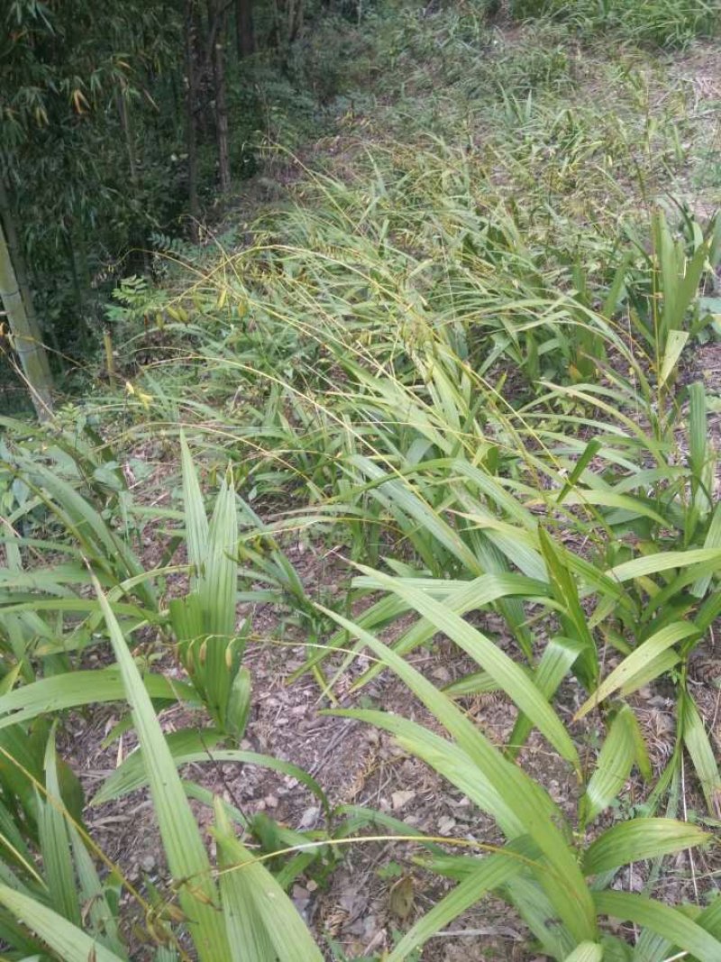 白及纯野生三叉白芨果夹