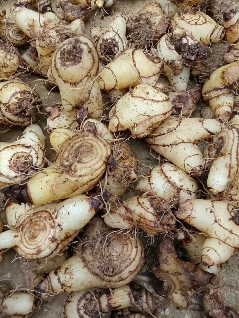 白及纯野生三叉白芨果夹