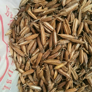 白及纯野生三叉白芨果夹