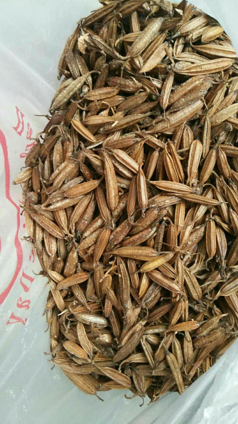 白及纯野生三叉白芨果夹